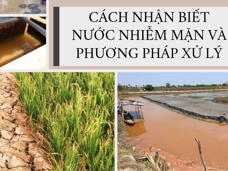 Nước Nhiễm Mặn Là Gì? Nguyên Nhân và Cách Xử Lý?